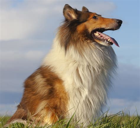 rough collie personality.